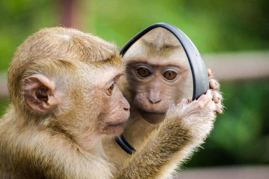 【動物占い徹底解説!】猿・サルと相性が良い動物は!?恋愛/SEX/人間関係大分析!!