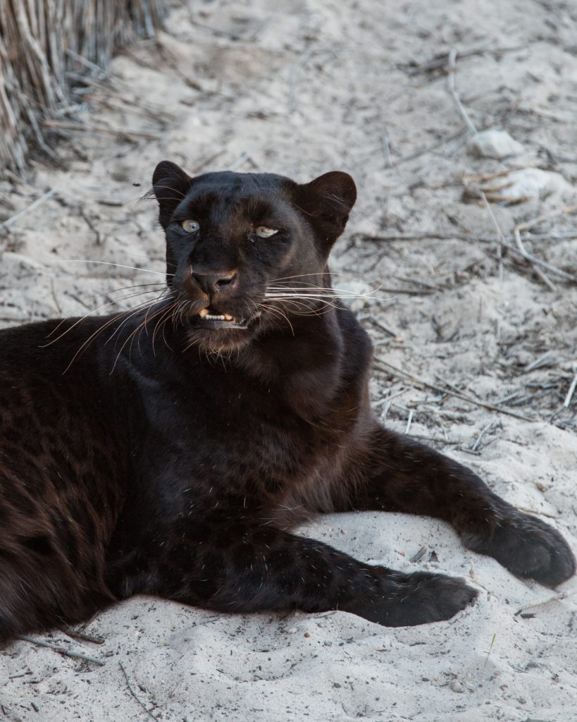 【動物占い徹底解説!】クロヒョウと相性が良い動物は!?恋愛/SEX/人間関係/2020年開運方法大公開!!