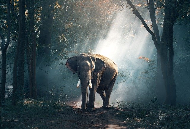 【動物占い徹底解説!】象・ゾウの性格、恋愛、SEXから開運秘訣公開!!