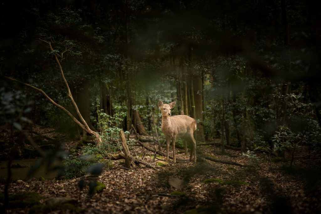 【動物占い徹底解説!】小鹿(コジカ)と相性が良い動物は!?今年こそ積極的に恋愛を楽しみたい!!