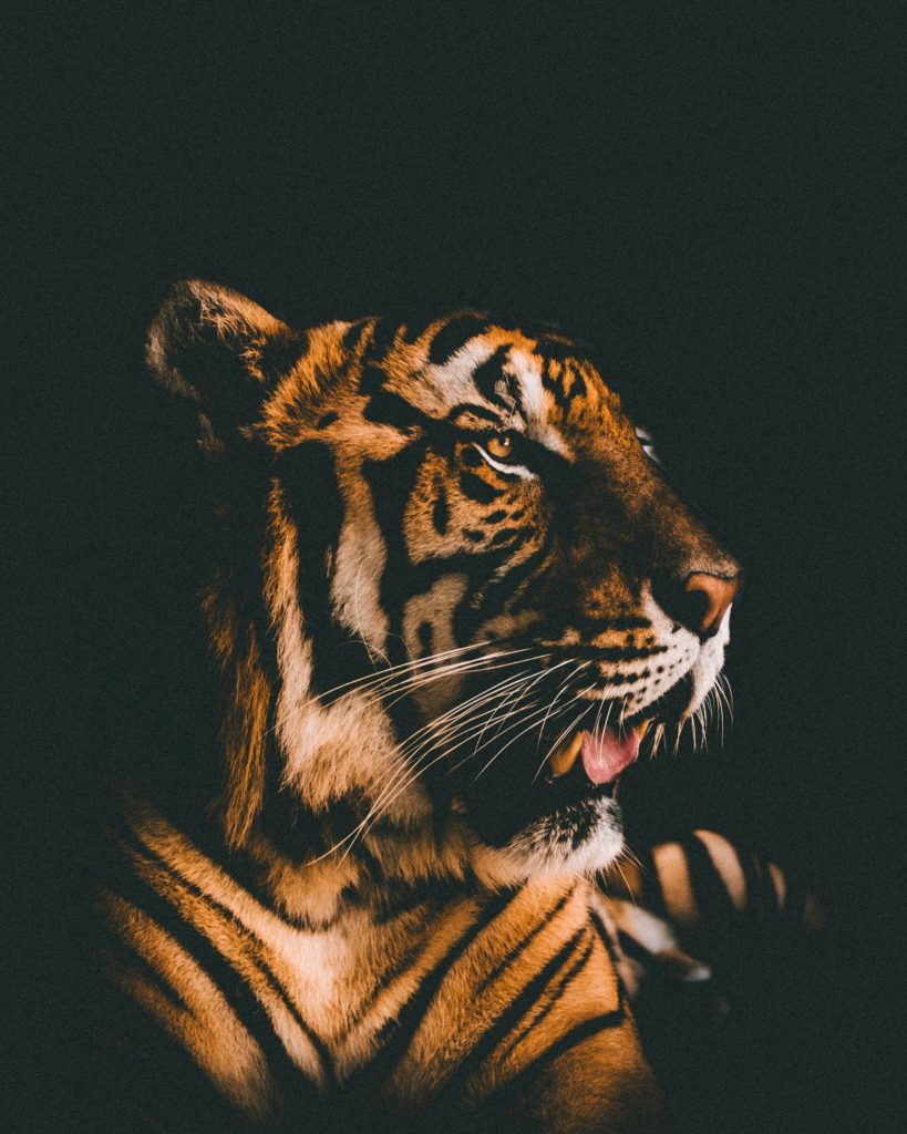 【動物占い徹底解説!】虎・トラと相性が良い動物は!?恋愛/SEX/人間関係