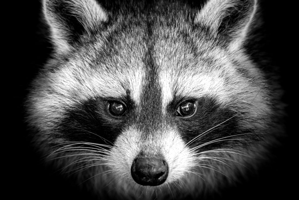 【動物占い徹底解説!】狸(タヌキ)と相性が良いのはどの動物!?どんな恋愛やSEXを好むのか!意外な一面も!